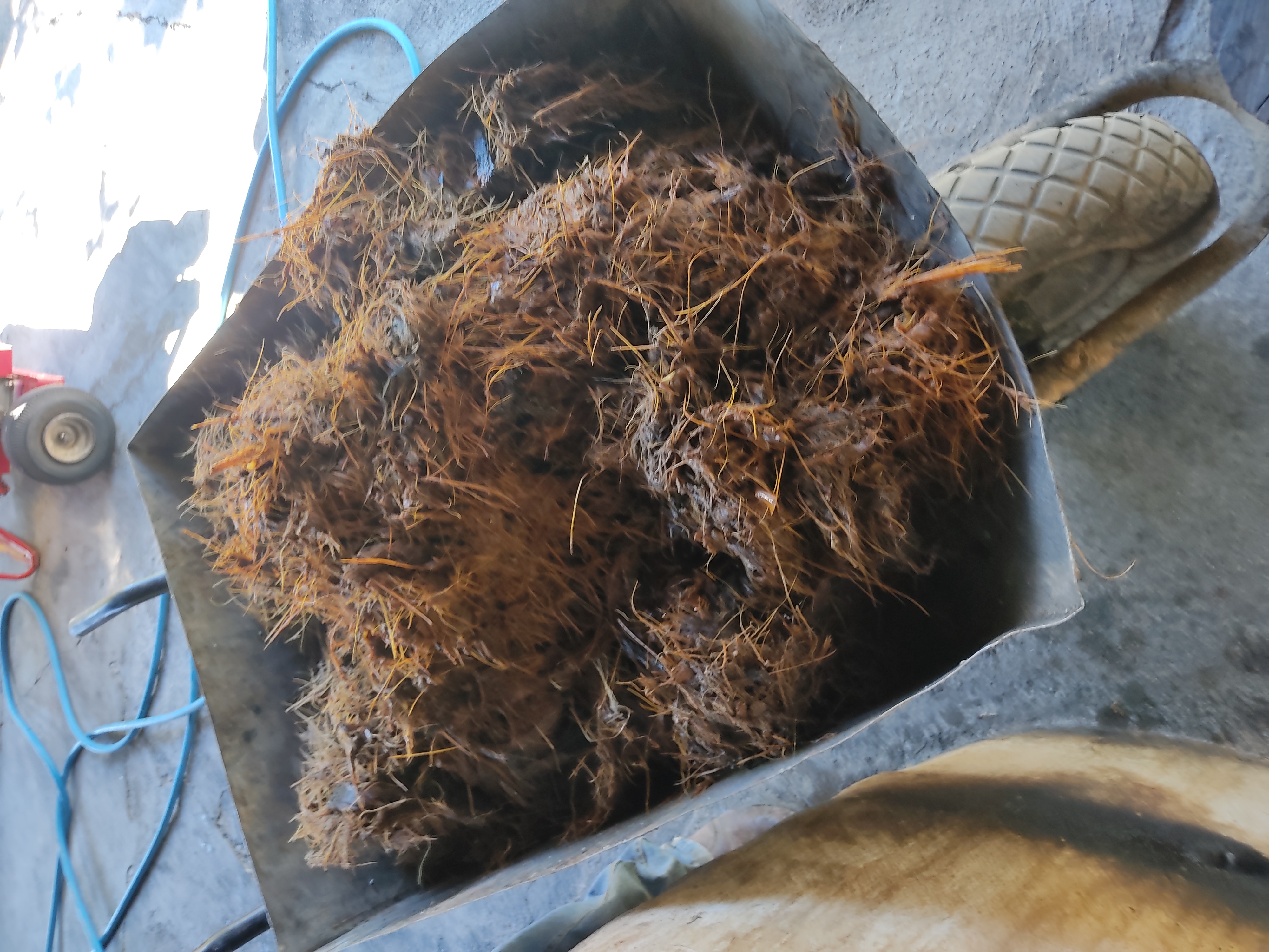 Molienda — Grinding